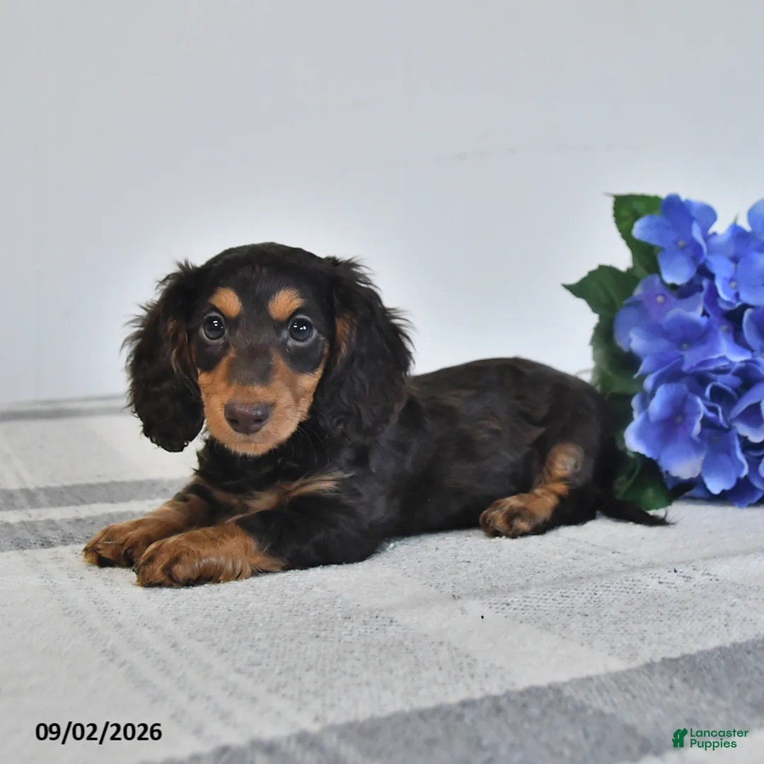 Miniature Dachshund dogs for sale: Felix - Ad 3