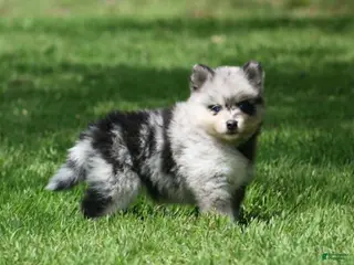 Pomsky dogs for sale: Daisy - Ad 4