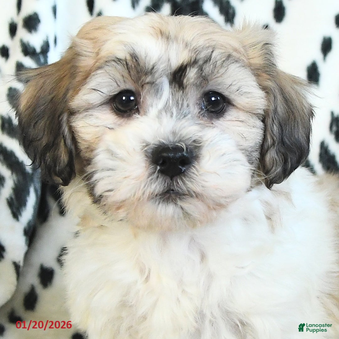 Teddy Bear dogs for sale: Rover - Ad 4