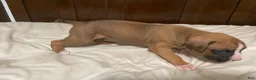 Boxer dogs for sale: Milo - Ad 13