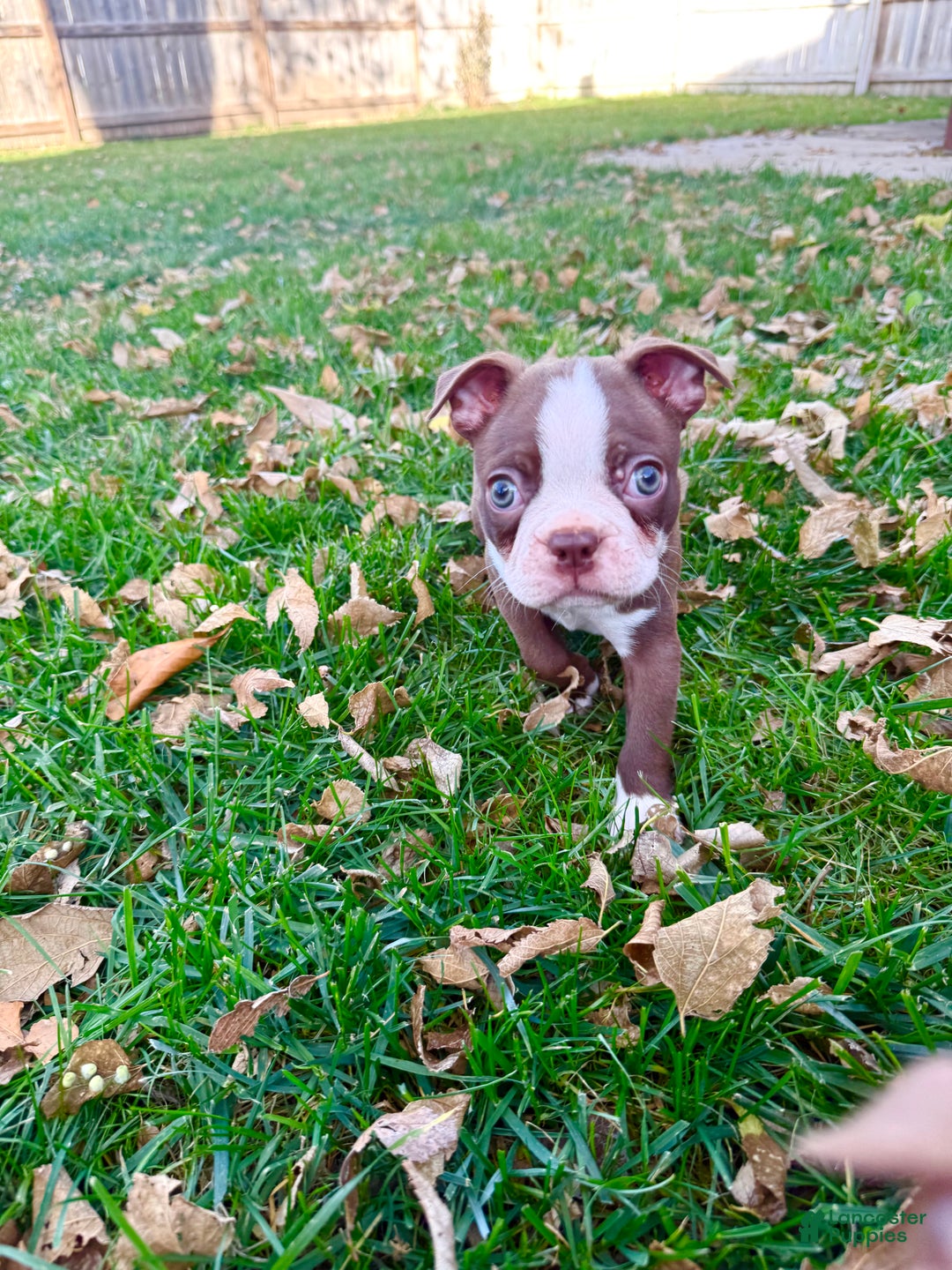 Boston Terrier dogs for sale: Boston Terrier Puppy 2 - Ad 5