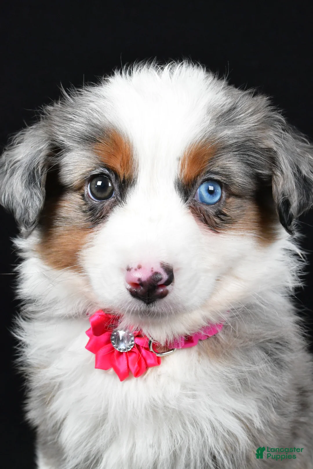 Miniature Australian Shepherd dogs for sale: Lola - Ad 2