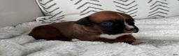 Boxer dogs for sale: Rex - Ad 9