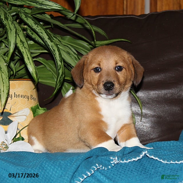 Mixed Breed dogs Rover - Ad 2