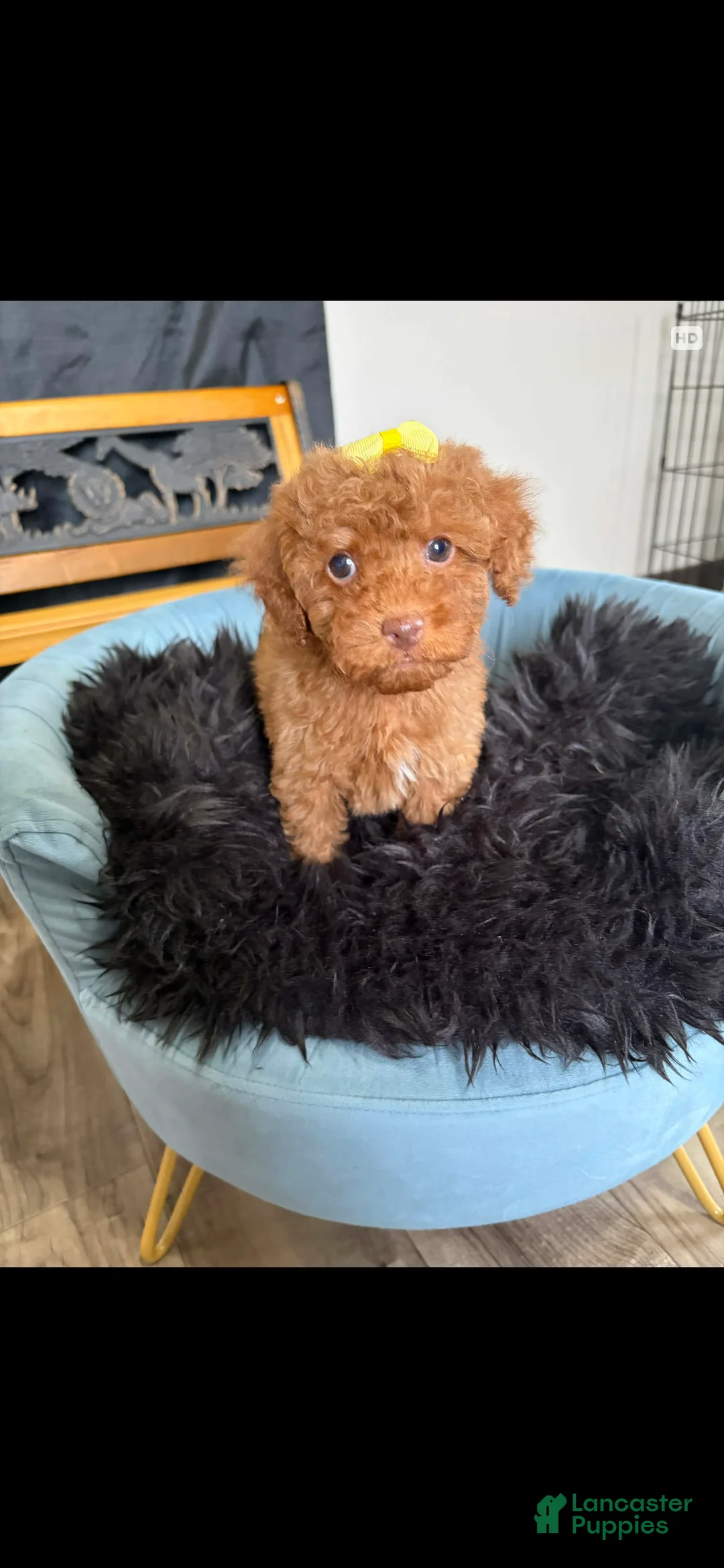 Toy Poodle dogs for sale: Akc Bred The Color Red - Ad 11