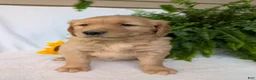 Golden Retriever dogs for sale: Indy - Ad 6