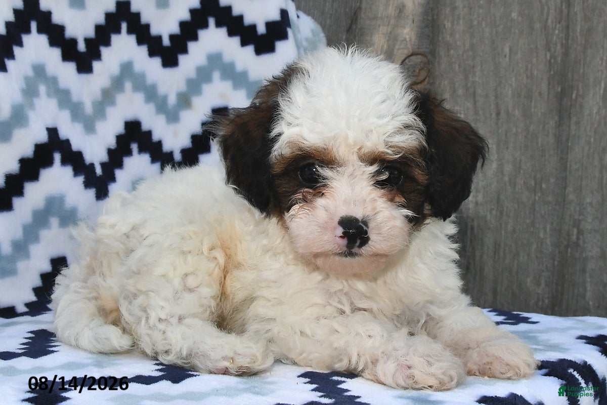Shihpoo dogs Buster - Ad 1