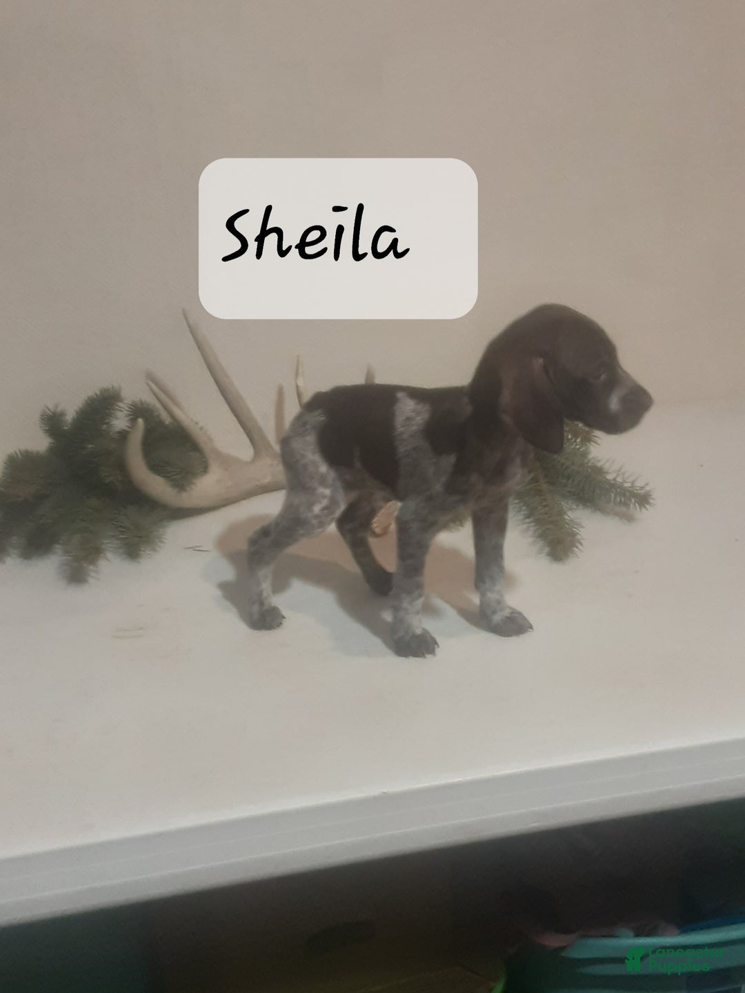 German Shorthaired Pointer dogs for sale: Sheila  - Ad 3