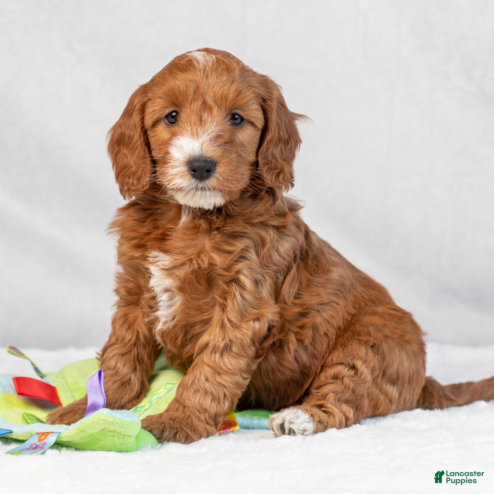 Mini Goldendoodle dogs Bonnie - Ad 10