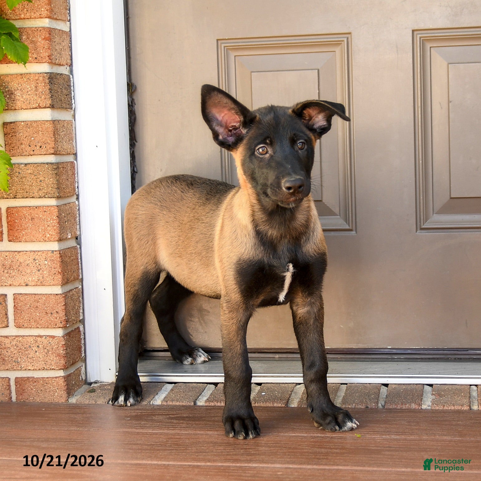 Belgian Malinois dogs for sale: Adele - Ad 2