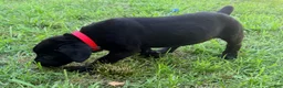 Cane Corso dogs for sale: Cain AKC red collar - Ad 3