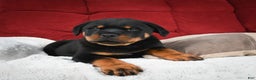 Rottweiler dogs for sale: Griffin / Mocha – Santos Ad-Dirah - Ad 20