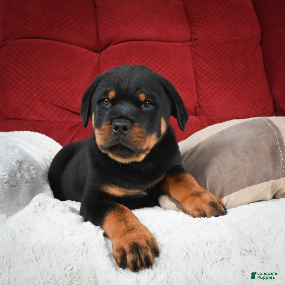 Rottweiler dogs for sale: Griffin / Mocha – Santos Ad-Dirah - Ad 20