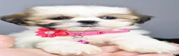 Shih Tzu dogs for sale: Candy - Ad 10