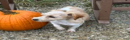 Jack Russell Terrier dogs for sale: Jack Russell Terrier 1 - Ad 7