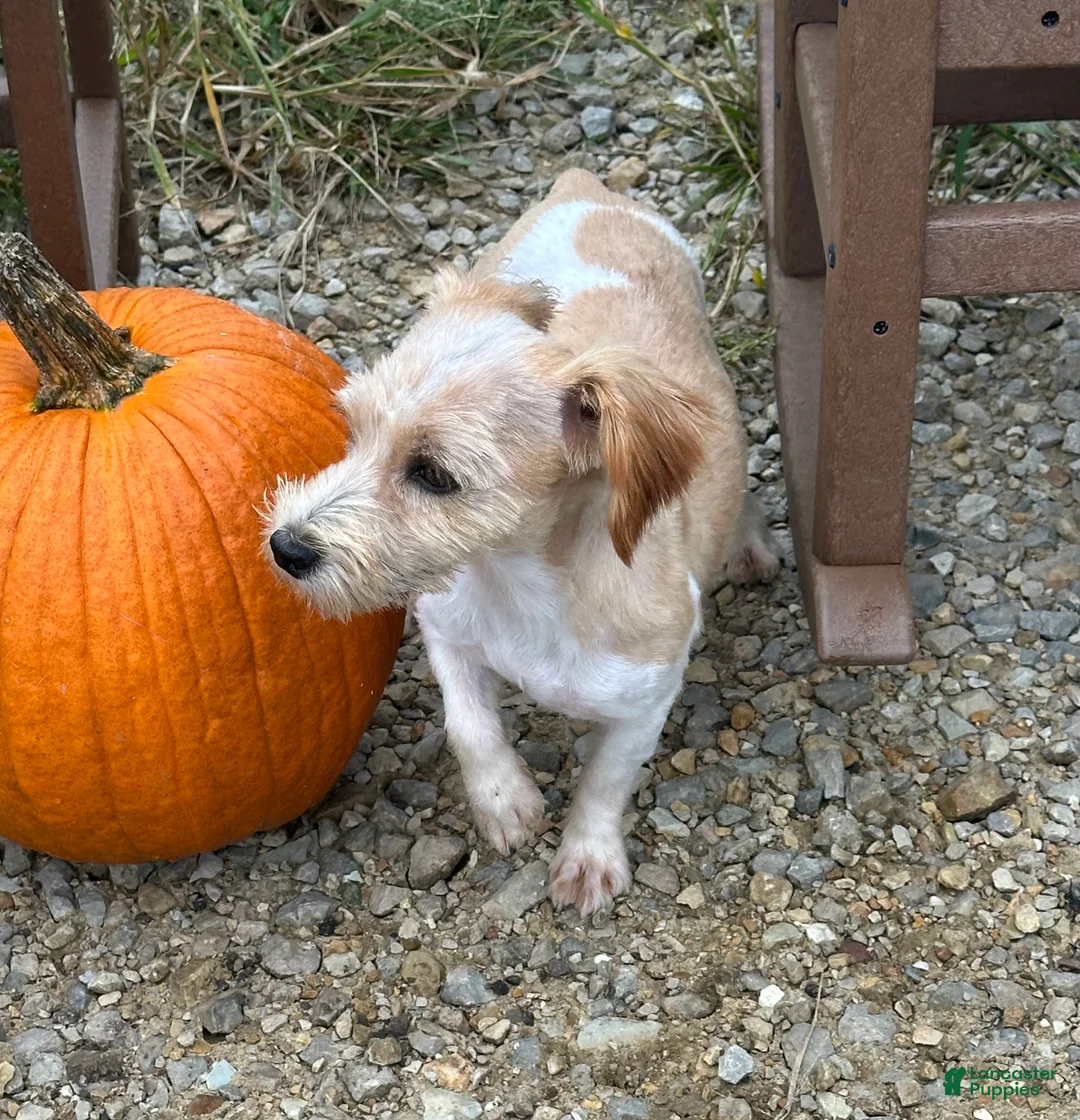 Jack Russell Terrier dogs for sale: Jack Russell Terrier 1 - Ad 7