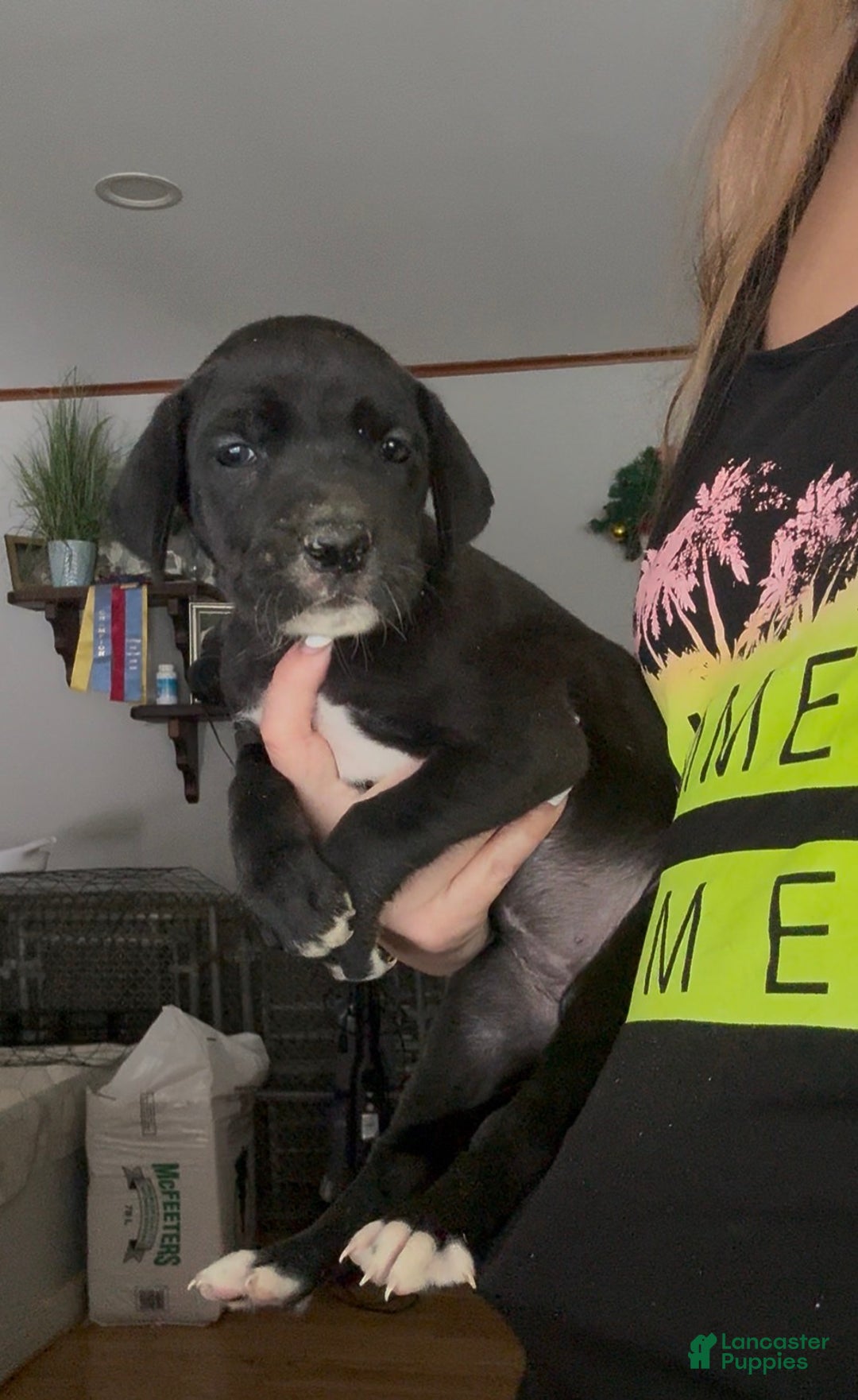 Great Dane dogs for sale: Zoey - Ad 1