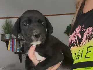 Great Dane dogs Zoey - Ad 18