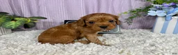Cavapoo dogs for sale: Cavapoo 2 - Ad 3
