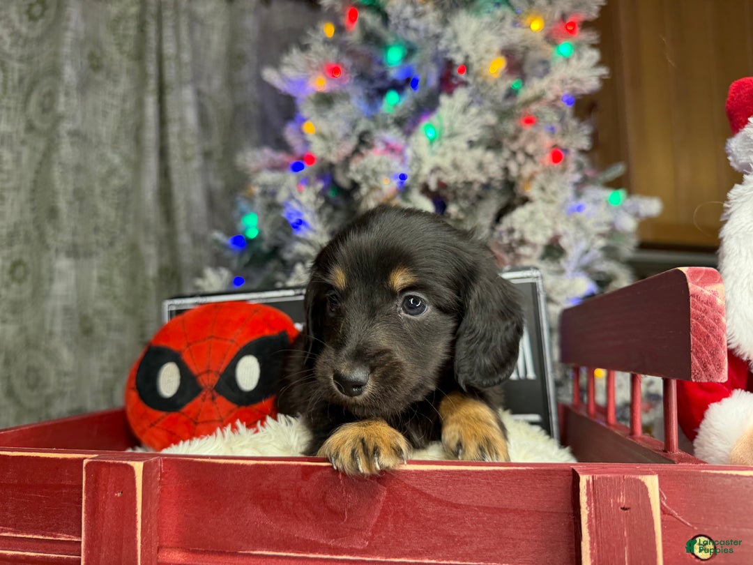 Miniature Dachshund dogs for sale: Champion Pra clear Carrie’s Cream - Ad 8