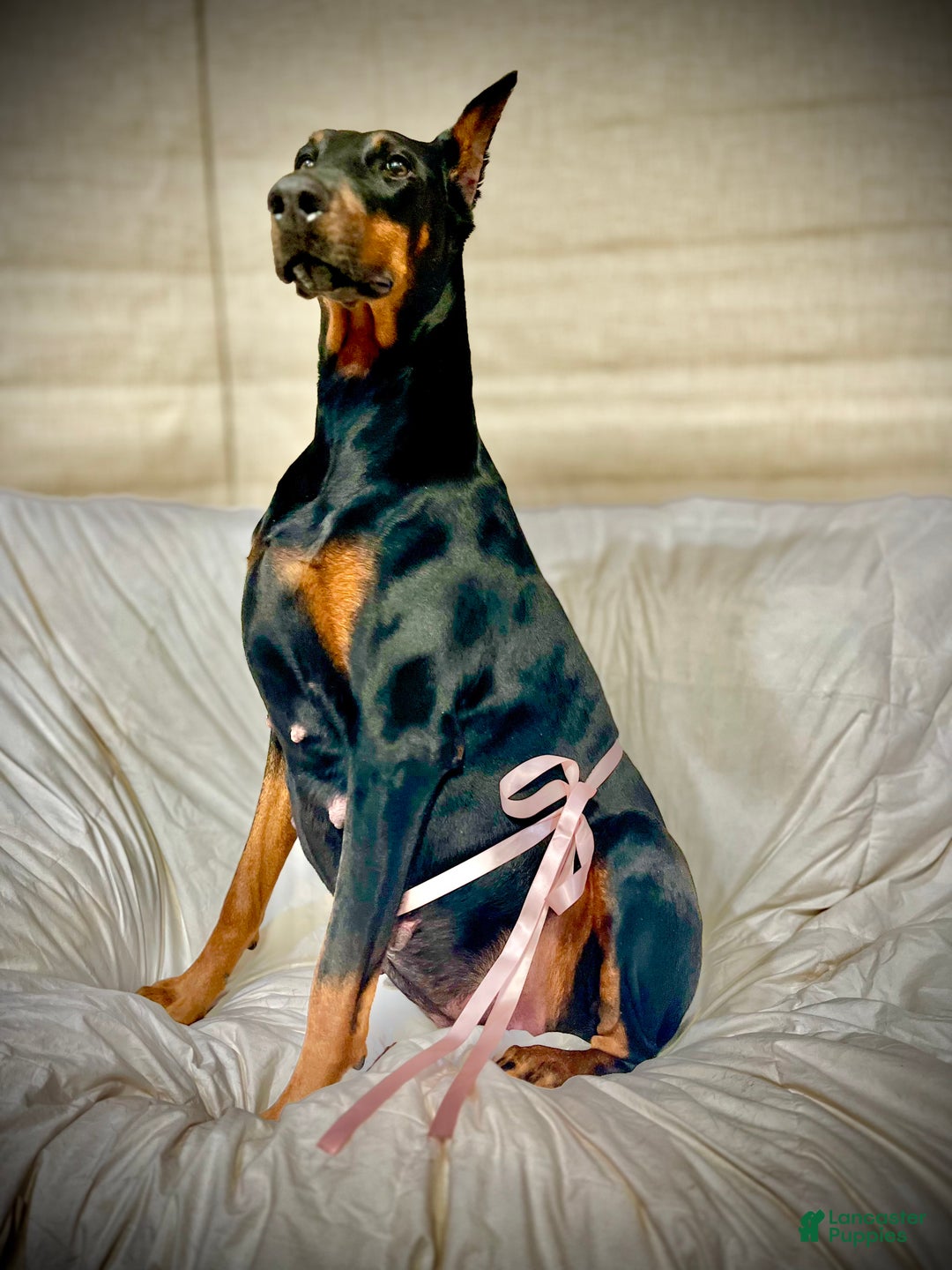 Doberman Pinscher dogs for sale: Doberman Pinscher Puppy 1 - Ad 2