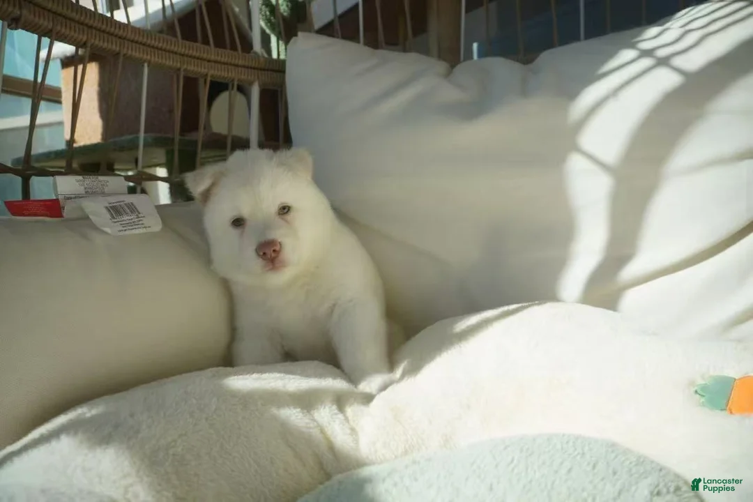 Alaskan Malamute dogs for sale: Melon - Ad 8