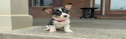 Welsh Corgi Pembroke dogs for sale: Poppy - Ad 9