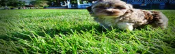 Havapoo dogs for sale: Bambi - Ad 15