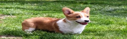 Welsh Corgi Pembroke dogs for sale: Chanel(triple clear) AKC - Ad 7
