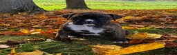 Boxer dogs for sale: Israel  - Ad 10