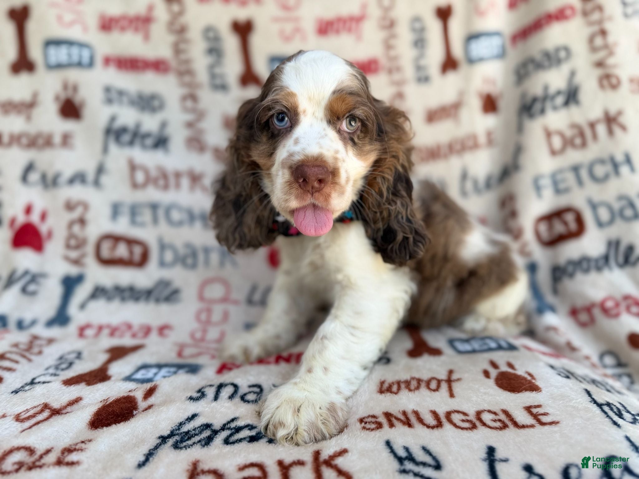 Cocker Spaniel dogs Tripp - Ad 2