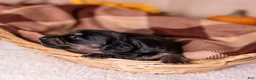 Miniature Dachshund dogs for sale: Cassi - Ad 4