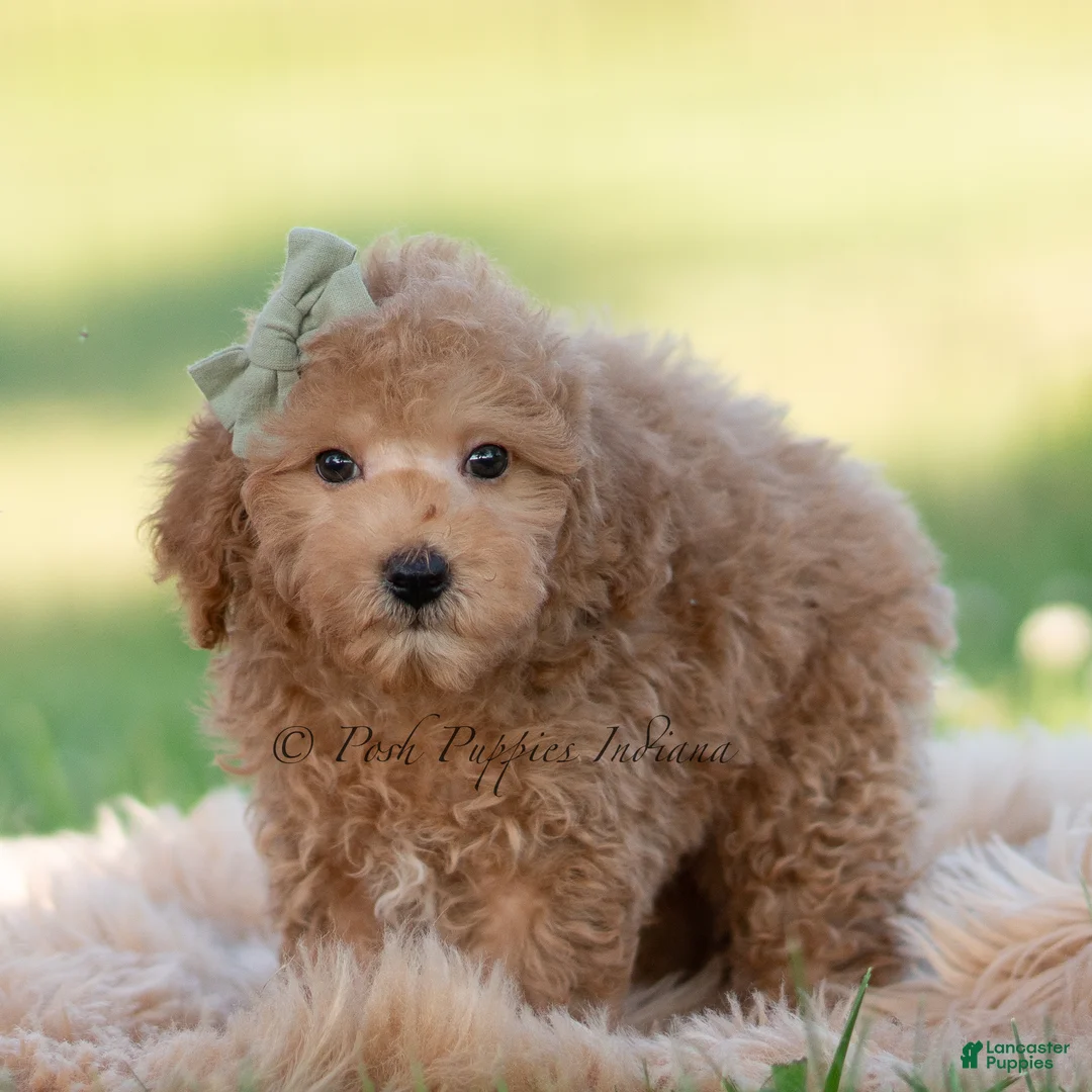 Mini Goldendoodle dogs for sale: banjo - Ad 2