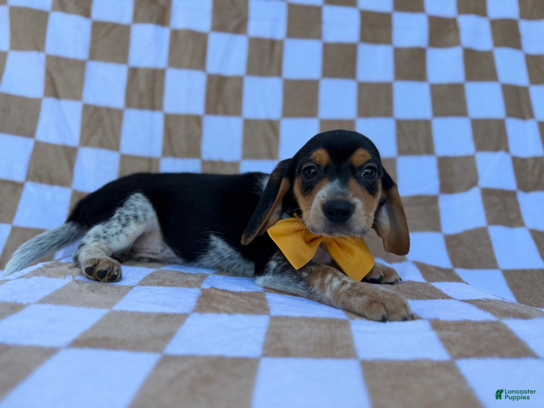 Beagle dogs for sale: Scooby - Ad 7