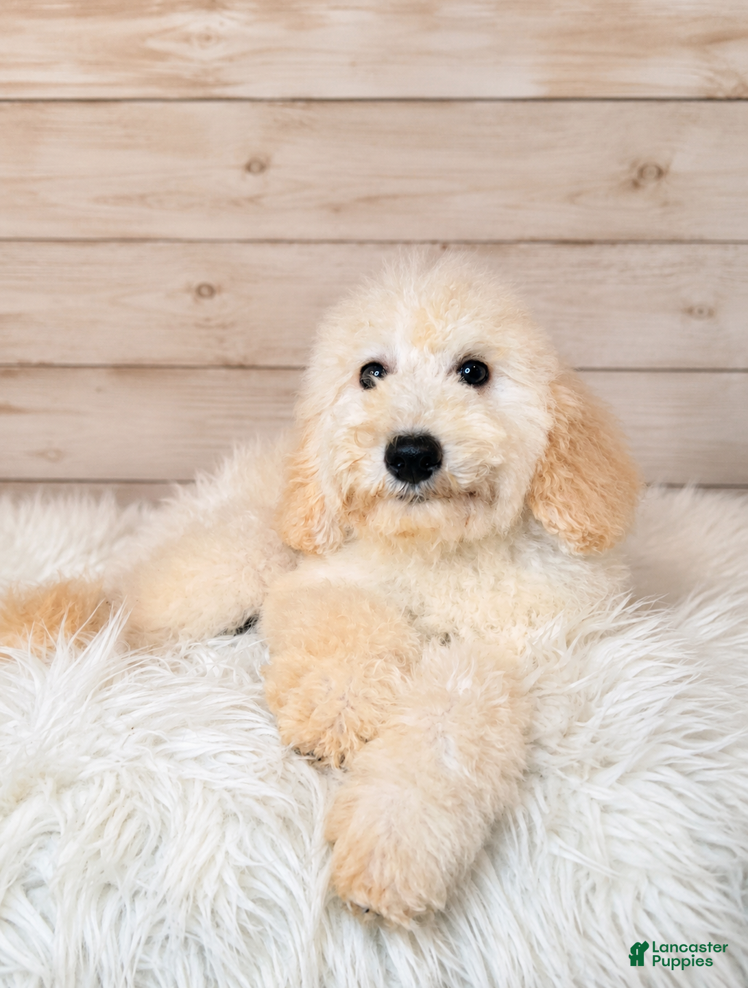 Mixed Breed dogs Yukon Micro Golden Sheltie Doodle - Ad 16