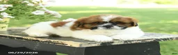 Shih Tzu dogs for sale: Smores - Ad 3