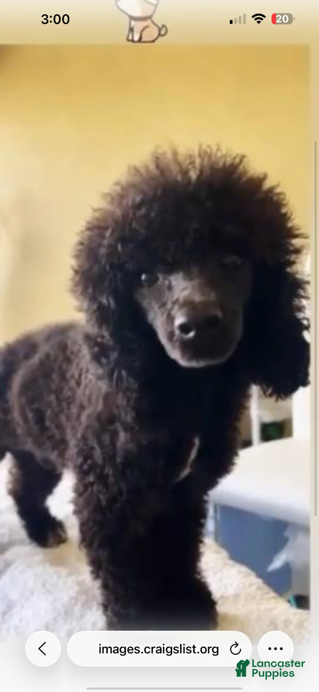 Bichpoo dogs for sale: Bichpoo Puppy 2 - Ad 3