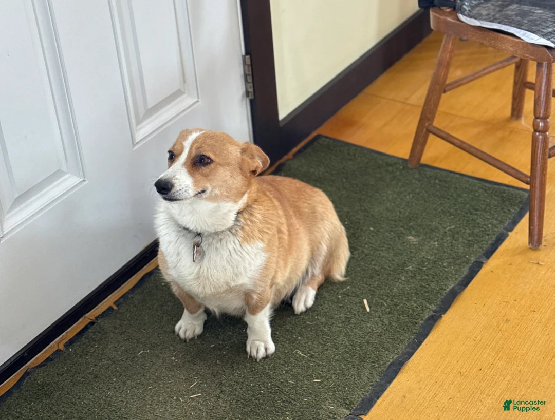 Welsh Corgi Pembroke dogs for sale: Fern - Ad 10