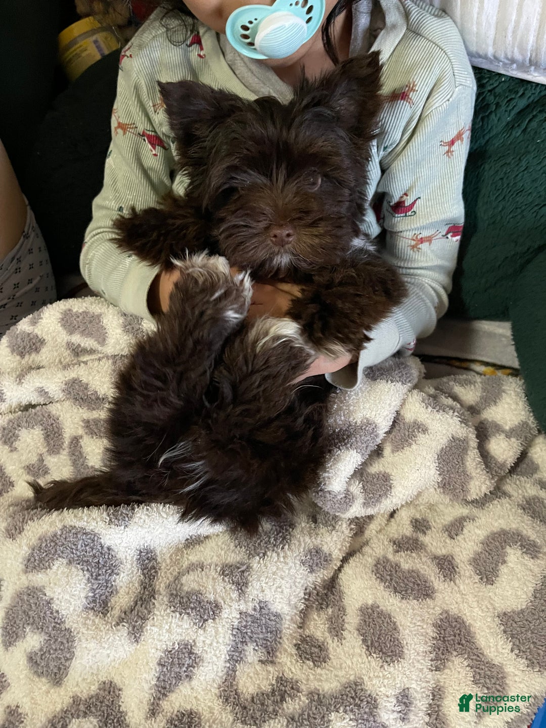 Yorkshire Terrier dogs for sale: KB Chocolate Yorkie - Ad 1