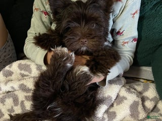 Yorkshire Terrier dogs KB Chocolate Yorkie - Ad 3