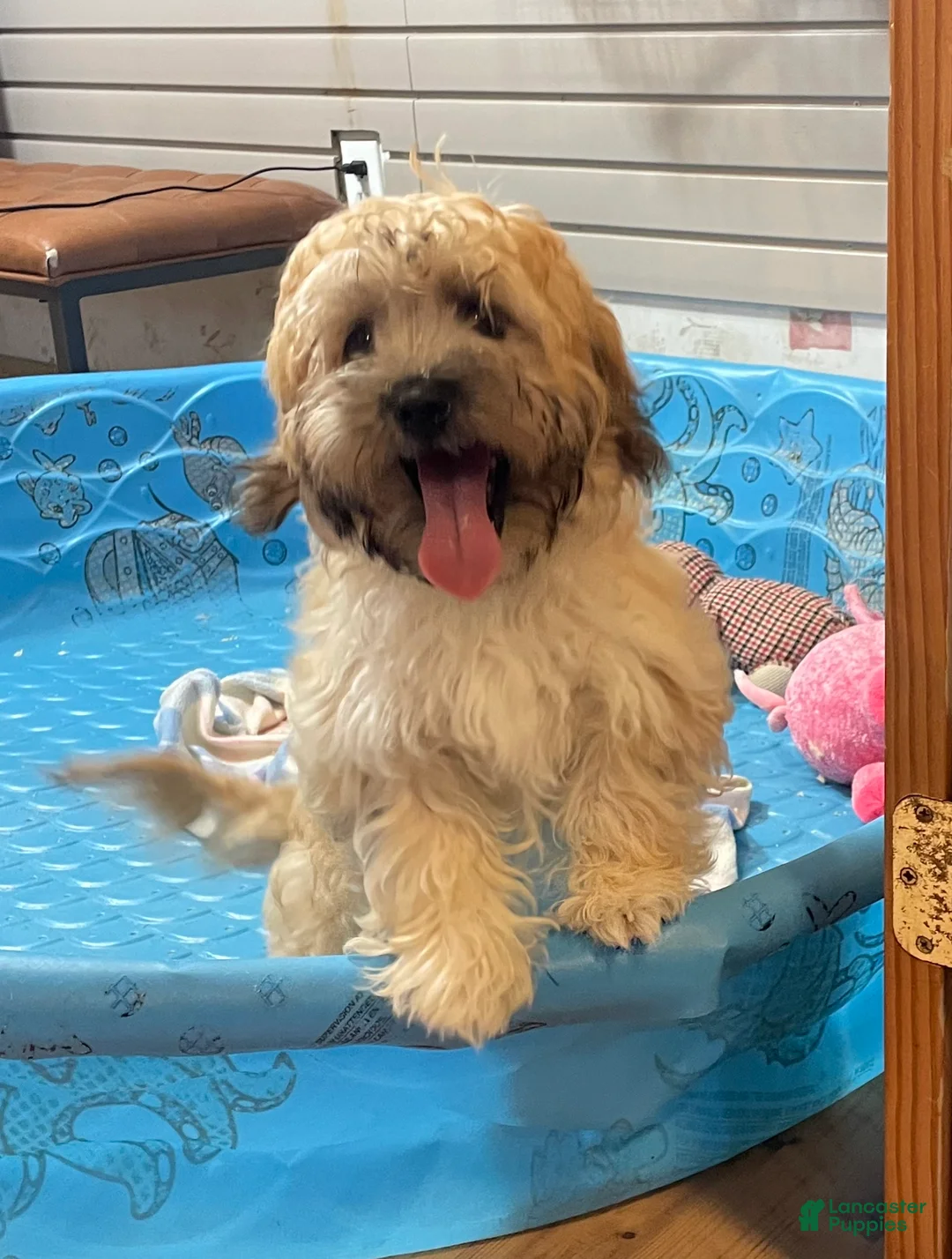 Teddy Bear dogs for sale: Sammy - Ad 8