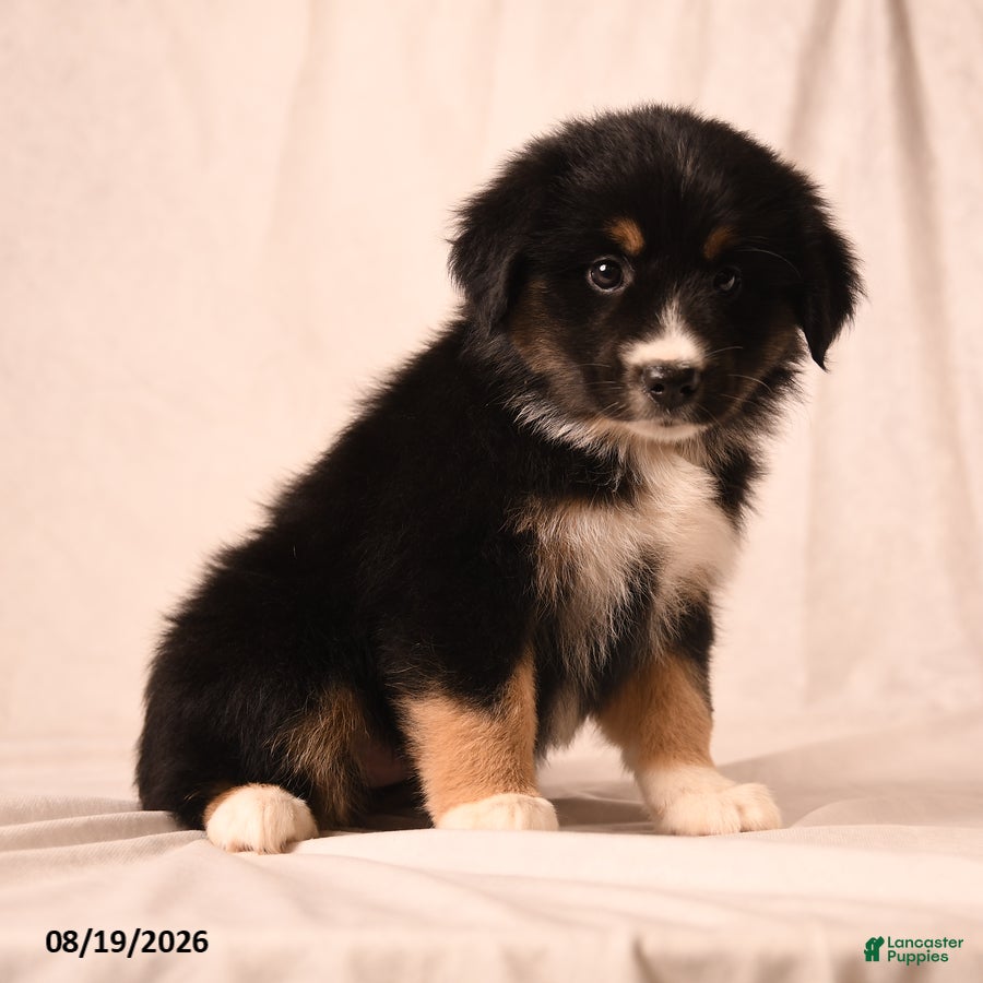 Miniature Australian Shepherd dogs Piper - Ad 2