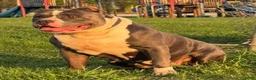 American Bully dogs for sale: Pheonix - Ad 8