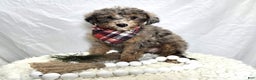 Mini Sheepadoodle dogs for sale: Juno - Ad 1