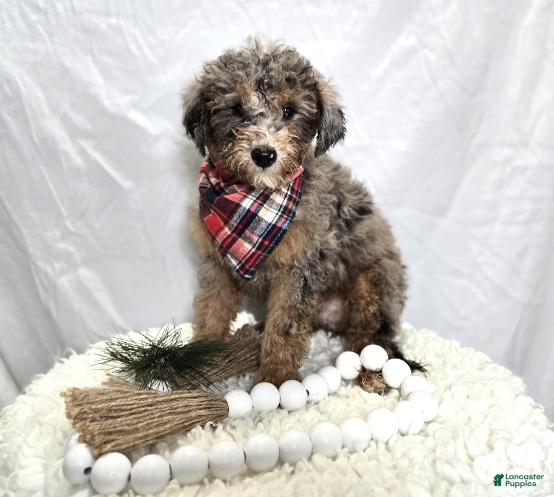 Mini Sheepadoodle dogs for sale: Juno - Ad 1