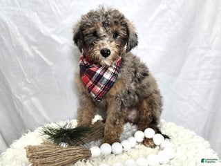 Mini Sheepadoodle dogs Juno - Ad 10