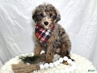 Mini Sheepadoodle dogs Juno - Ad 8