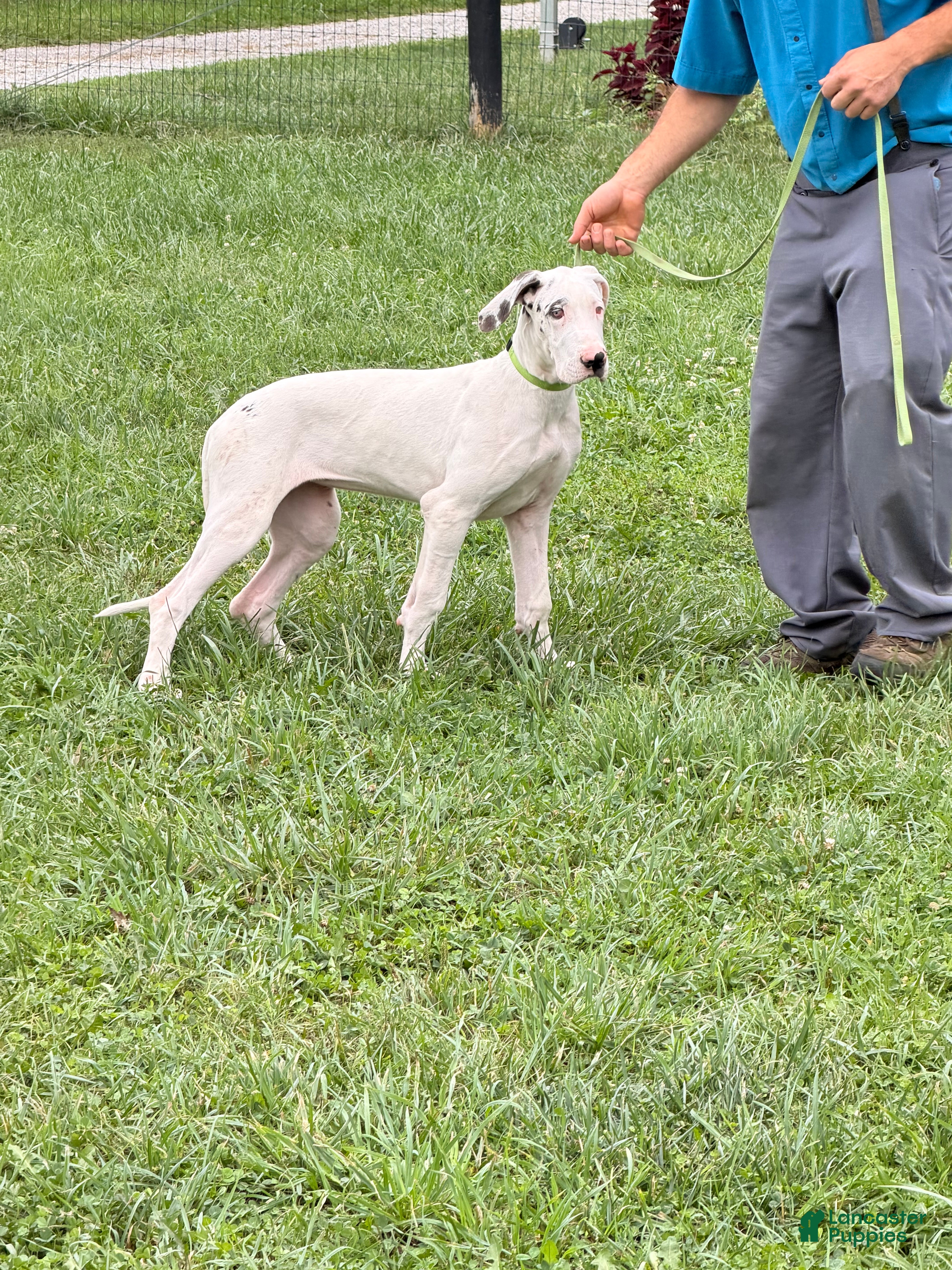 Great Dane dogs Pearl Great Dane  - Ad 1