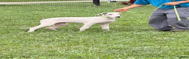 Pearl Great Dane 
