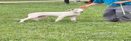 Great Dane dogs for sale: Pearl Great Dane  - Ad 1